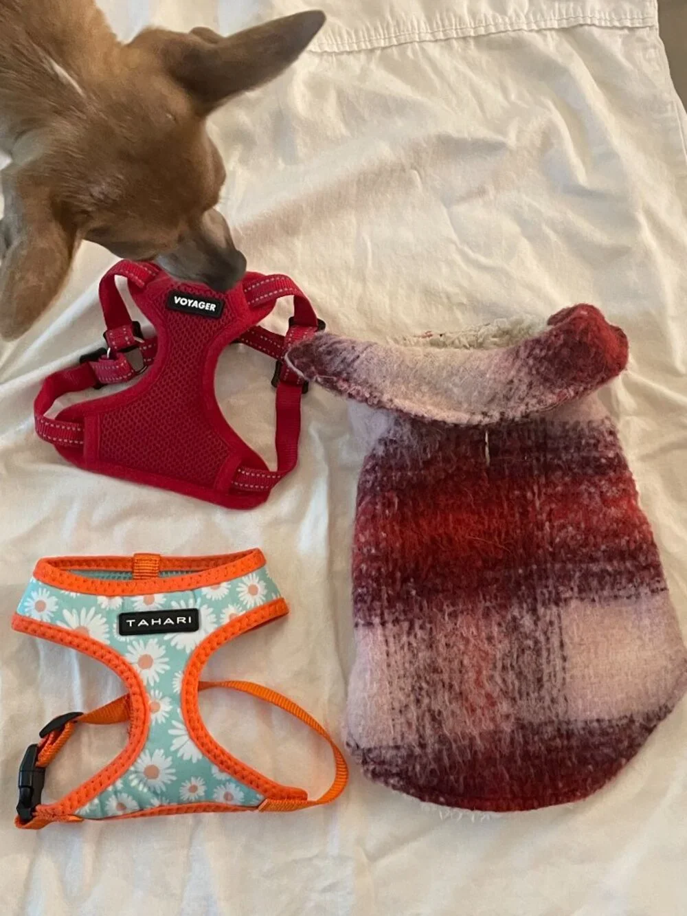 Extra small XS dog harness and coat